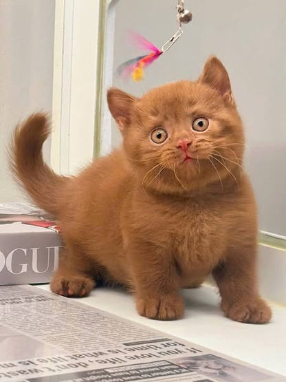 British Shorthair