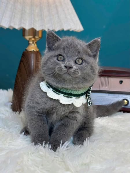 British Shorthair
