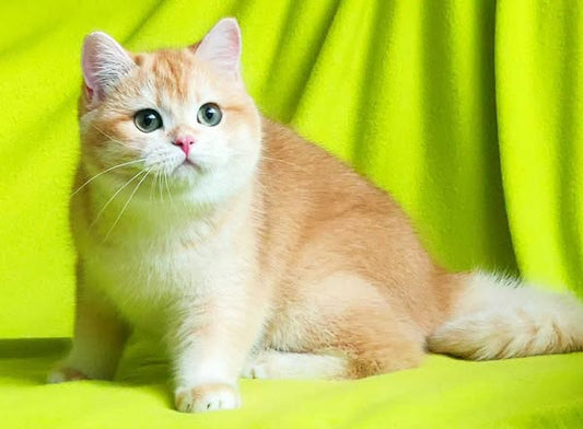 British Shorthair