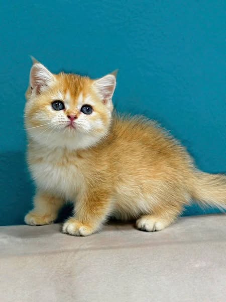 British Shorthair