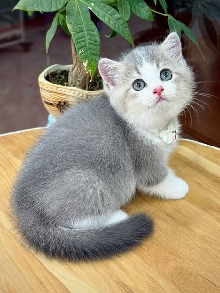 British Shorthair