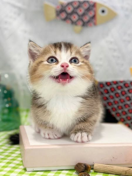 Munchkin