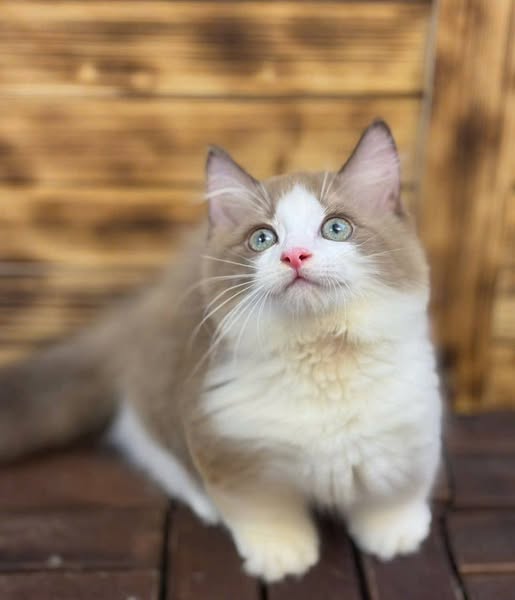 Munchkin