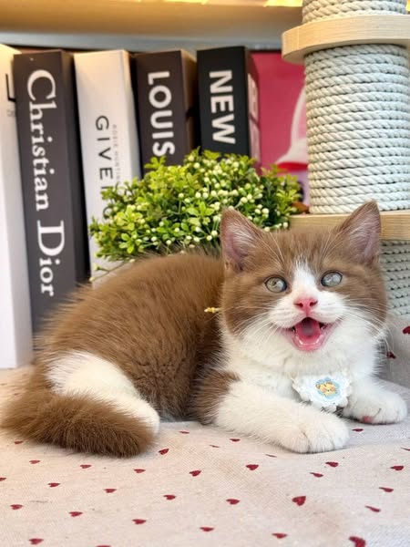 British Shorthair