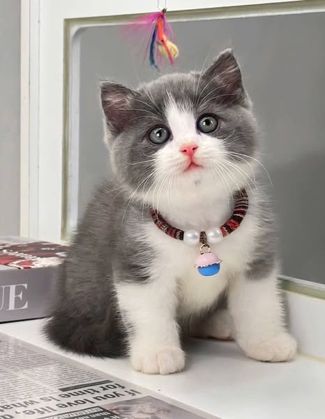 British Shorthair
