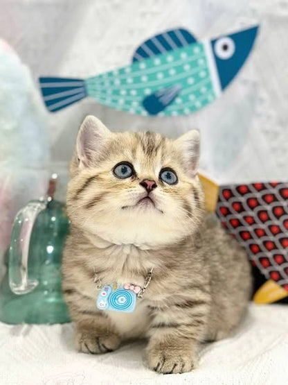 Munchkin