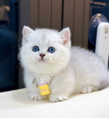 Munchkin