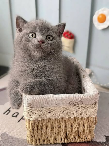 British Shorthair