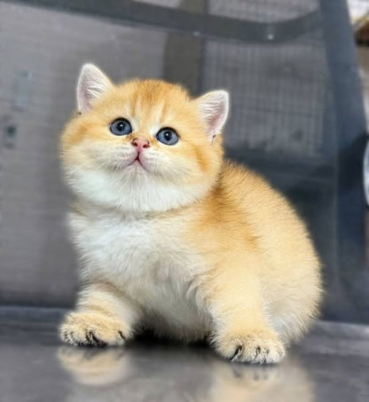 British Shorthair