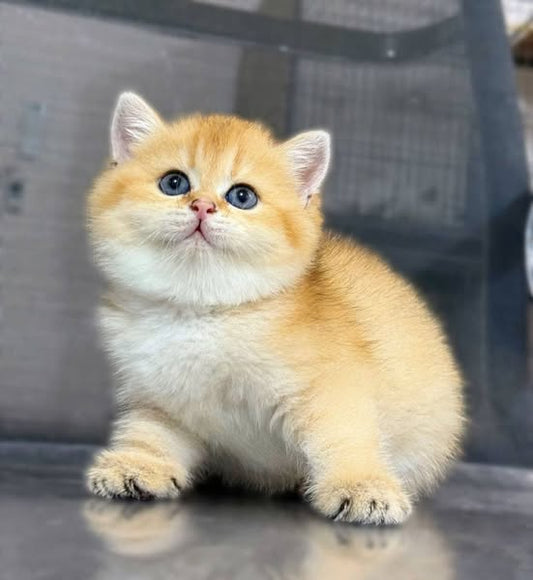 British Shorthair