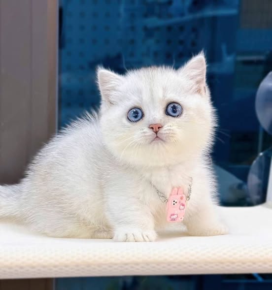 Munchkin