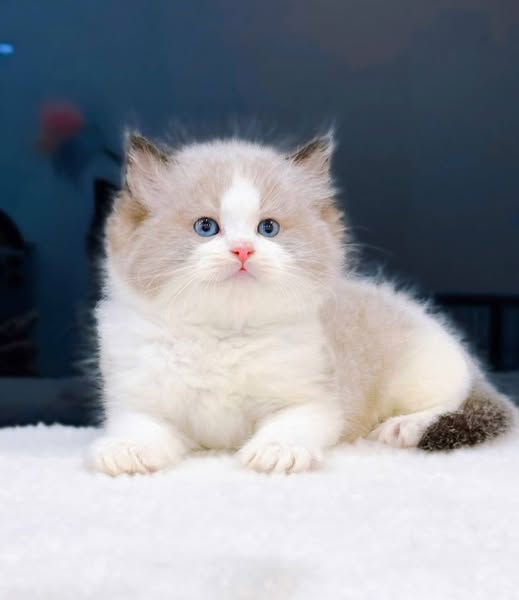 Ragdoll