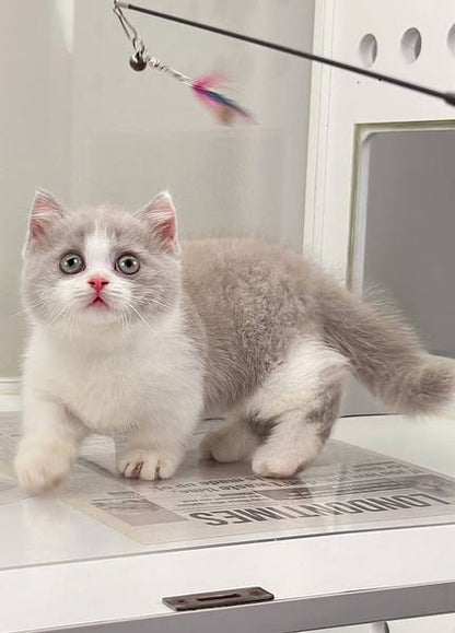 Munchkin