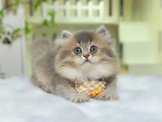 Munchkin Longhair