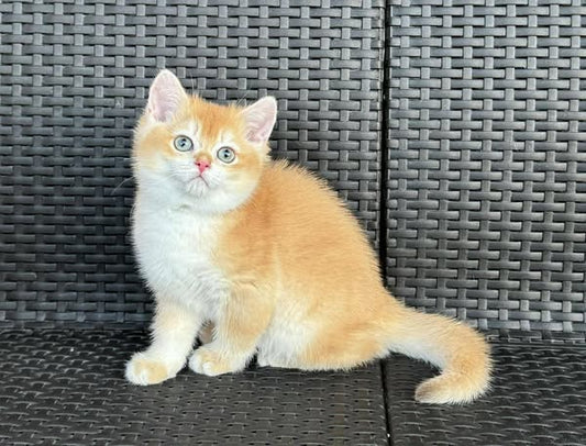British Shorthair