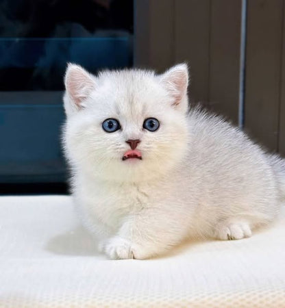 Munchkin