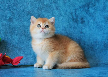 British Shorthair