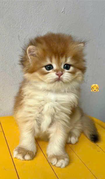 British Longhair