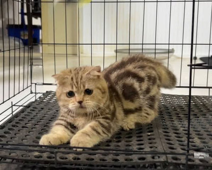 Munchkin Fold