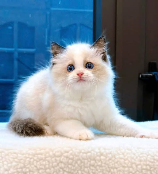 Ragdoll
