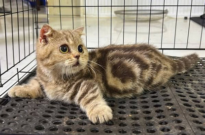Munchkin Fold