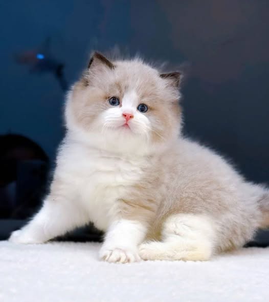 Ragdoll