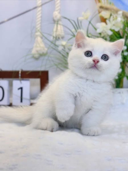 Munchkin