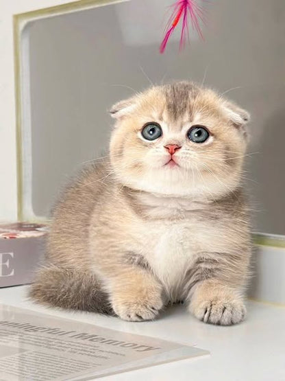 Munchkin Fold