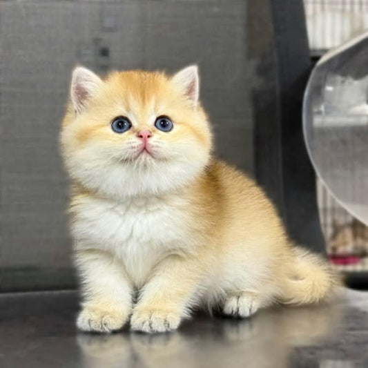 British Shorthair