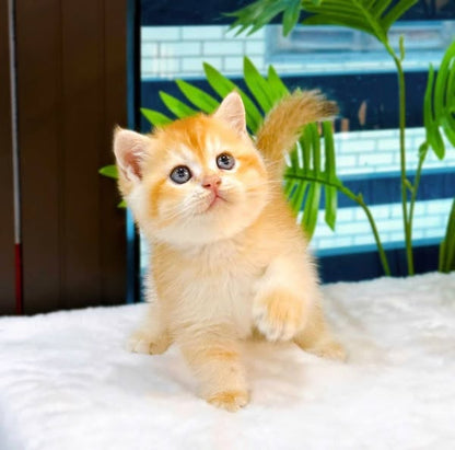 British Shorthair