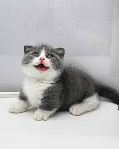 Munchkin Fold