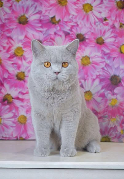 British Shorthair