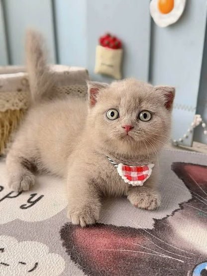 Munchkin Fold