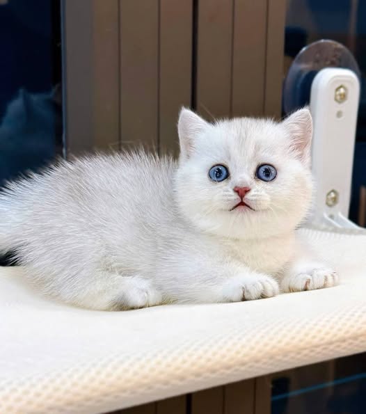 Munchkin