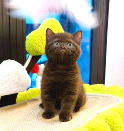 British Shorthair