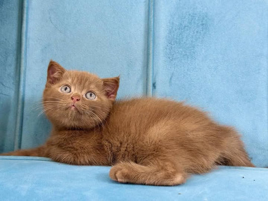 British Shorthair
