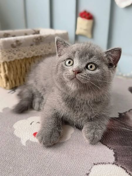 British Shorthair