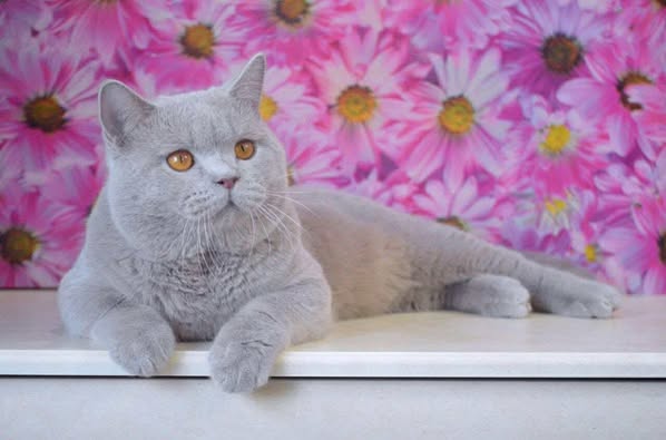 British Shorthair