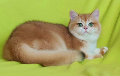 British Shorthair