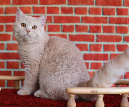 British Shorthair