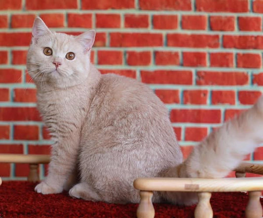 British Shorthair