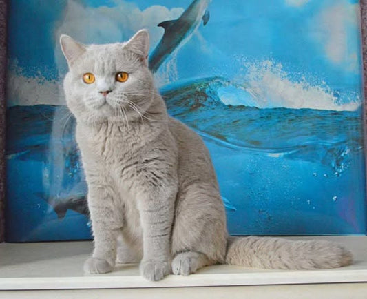 British Shorthair
