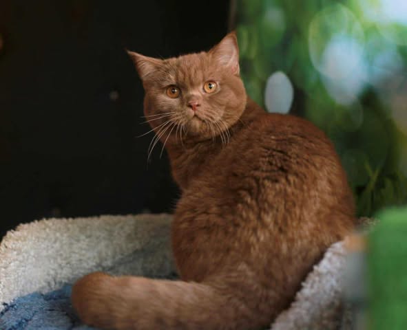 British Shorthair