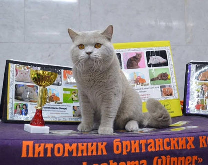 British Shorthair