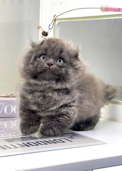 Munchkin Longhair