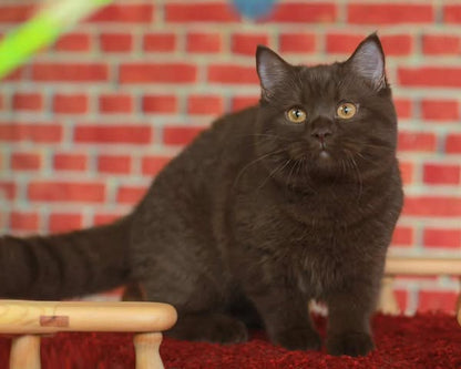 British Shorthair