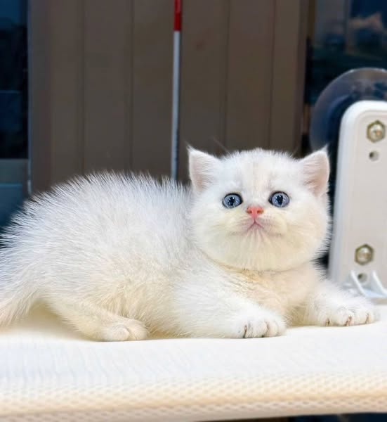 Munchkin