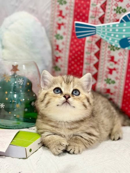 Munchkin