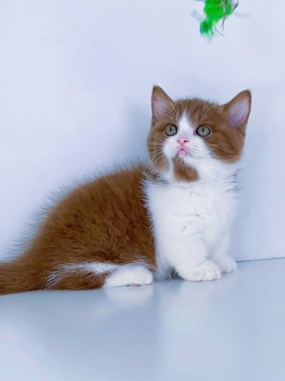 Munchkin