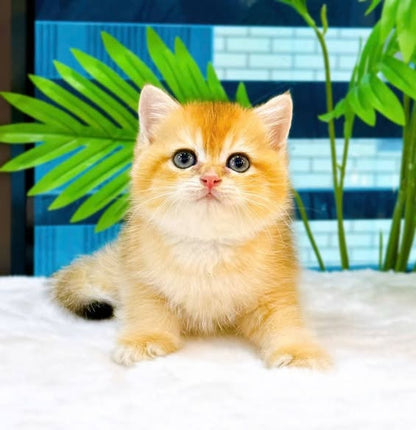 British Shorthair